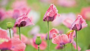 Dr. Hauschka Fragen zur Qualität Dr. Hauschka Fragen zur Qualität