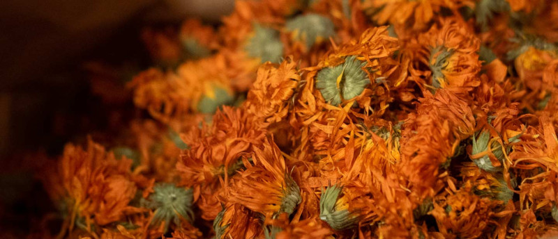 Dr. Hauschka Erlebnisse