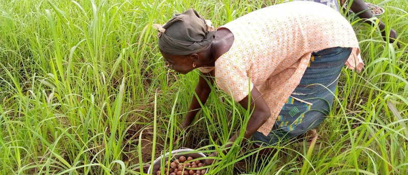 Sheabutter aus Burkina Faso