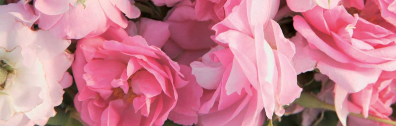 Rosenblüten der Damaszener Rose